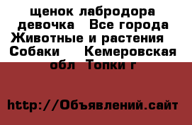 щенок лабродора девочка - Все города Животные и растения » Собаки   . Кемеровская обл.,Топки г.